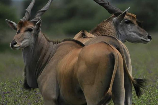 4 Days Tanzania Safari - The Sum Up
