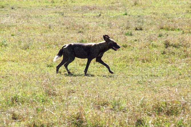 4 Days Tour Masai Mara Game Reserve From Diani by Air - Dining Inclusions