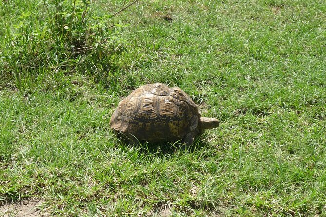 4 Days Trekking to Mt Kenya.Sirimon-Naromoru Route. - Day 3: Shipton Camp to Point Lenana