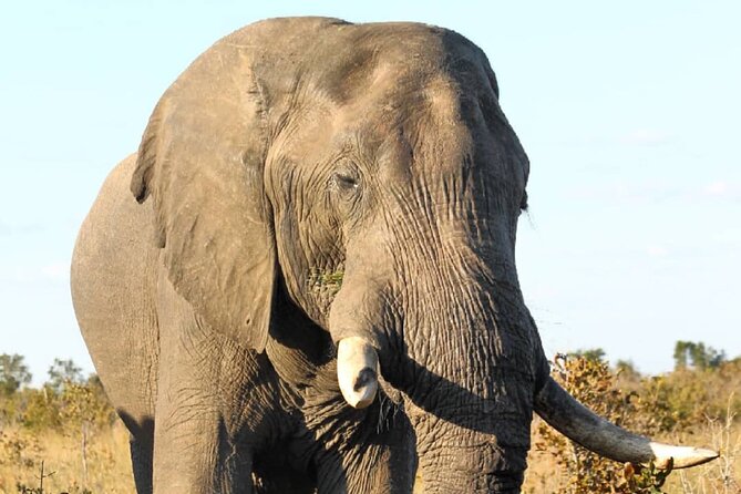 4 Days Victoria Falls Safari Tour & Chobe National Park Game Drive - Inclusions and Exclusions