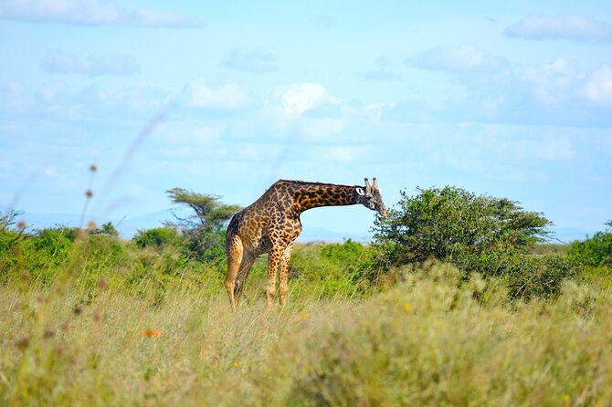 4 Hours Group Joining to Nairobi National Park Morning Game Drive - Directions for Participating