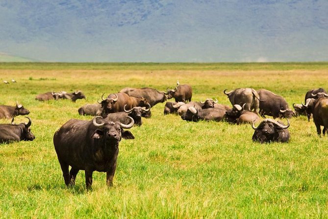 4 Tanzania Classic Safari - Park Fees and Entrance