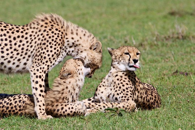 4Days/3Nights Comfort in Serengeti, Ngorongoro ,L Manyara - Operator Information