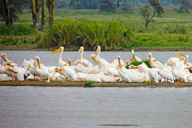 4X4 Lake Nakuru Day Trip Safari – & Optional Lake Naivasha Boat - Frequently Asked Questions