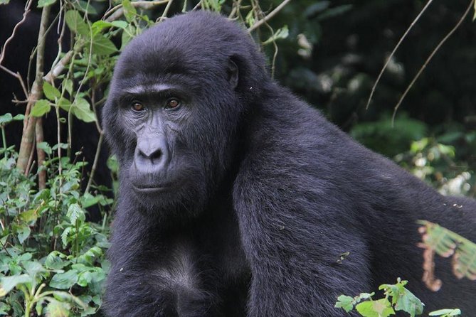 5 Day Gorillas and White Water Rafting Uganda Safari Adventure - The Sum Up