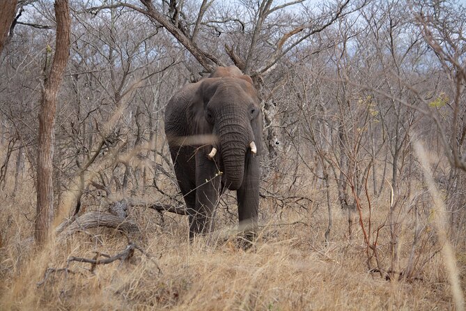 5 Day Immersive Kruger National Park Safari