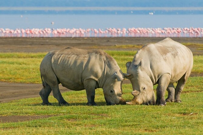 5-Day Masai Mara Lake Nakuru and Naivasha Small-group Safari Tour - Cancellation Policy