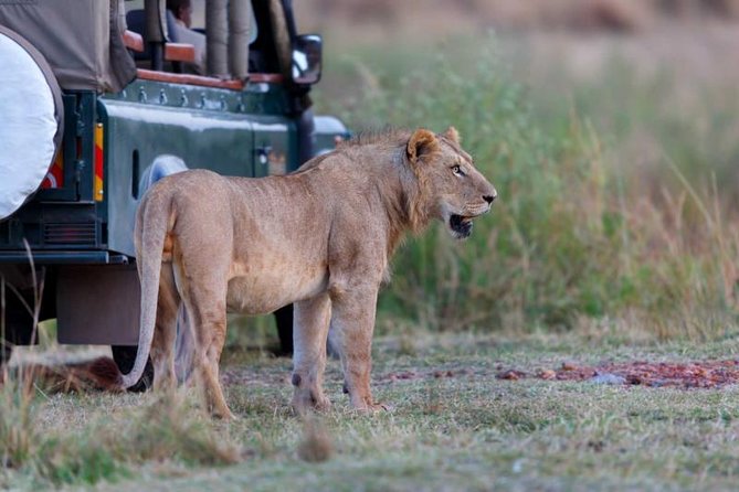 5-Day Mikumi & Ruaha Tanzania Wildlife Lodge Safari - Frequently Asked Questions