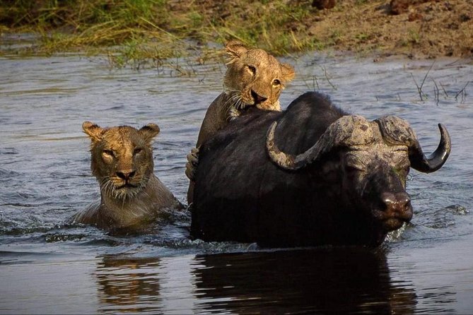 5 Day Victoria Falls and Chobe National Park Camping Tour - Traveler Tips