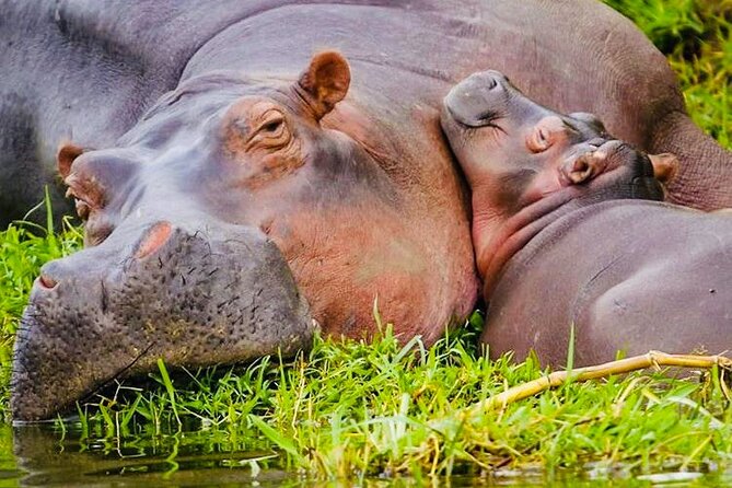 5 Day Wildlife and Gorilla Safari in Africa - The Sum Up