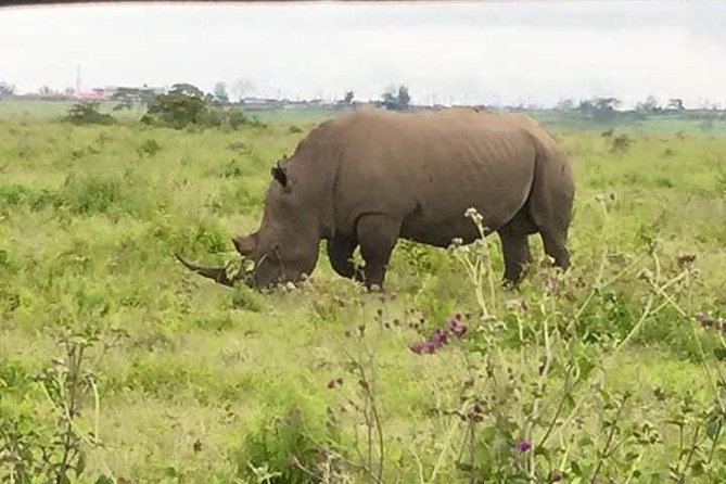 5 Days Budget Camping Safari To See Great Migration - Accommodations & Meals