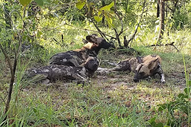 5 Days Explore Selous Game Reserve - Wildlife Sightings