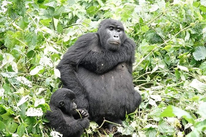 5 Days Gorillas and Chimpanzee Tracking - Pricing and Customer Reviews