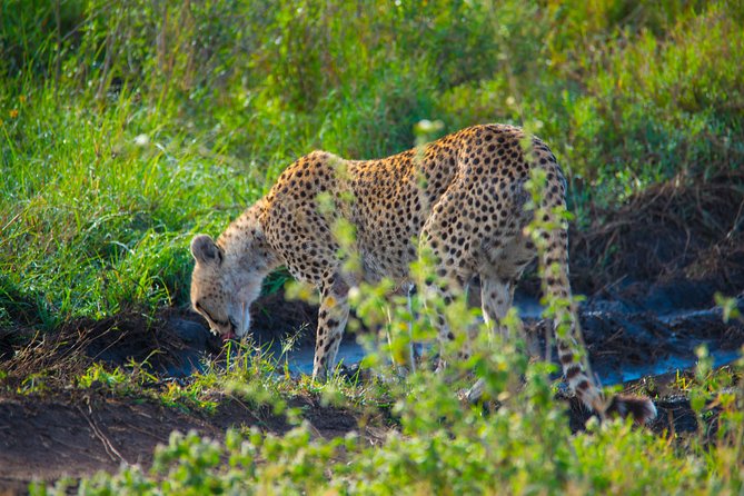 5 Days Lodge Safari. - Booking Information and Pricing