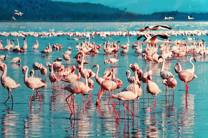 5 Days Masai Mara, Lake Nakuru & Naivasha Budget Joining Safari - Pricing, Reviews, and Cancellation Policy
