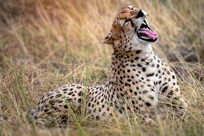5 Days Northern Tanzania Selected Wildlife Safari - Safari Guide Information