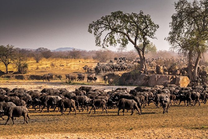 5 Days Ruaha National Park Safari - Frequently Asked Questions