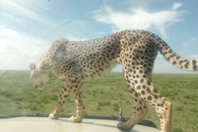 5 Days Safari In Serengeti And Ngorongoro - Frequently Asked Questions