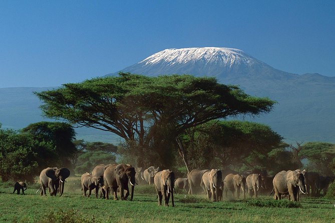 5 Days Safari to Tarangire, Ngorongoro, Serengeti and Lake Manyara - Lake Manyara National Park