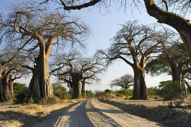 5 Days Serengeti Wildebeest Migration Safari - Frequently Asked Questions
