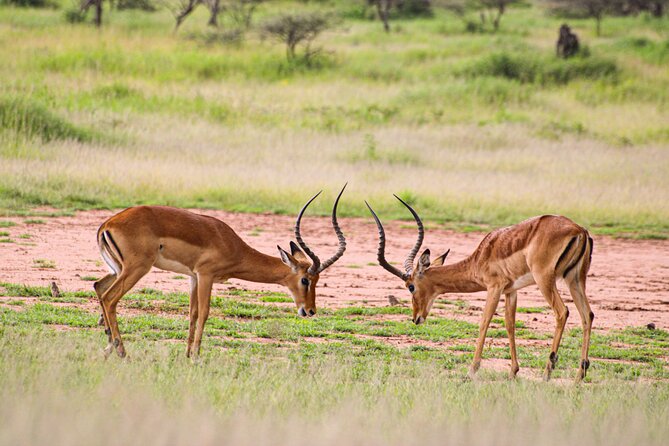 5 Days Tanzania Family Safari - Booking Information and Pricing