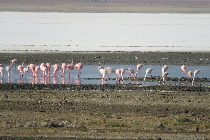 5 Days Tanzania Safari From Mwanza to Arusha - Frequently Asked Questions