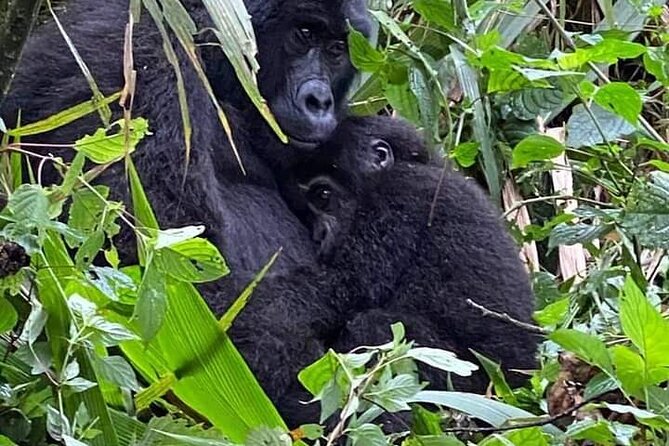 5 Days Uganda Primate And Gorilla Trekking Luxury Safari - Transportation and Logistics