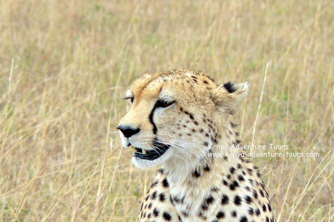 5 Hour Nairobi National Park Game Drive - Itinerary Overview