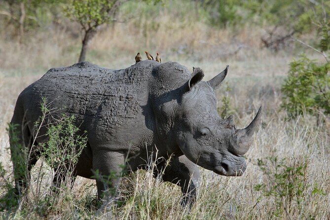5 Hours Nairobi National Park Early Morning Private Tour - Frequently Asked Questions