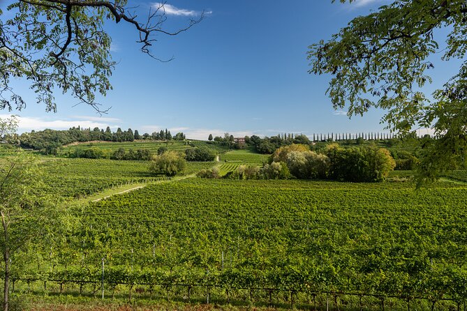 5 Wines Tasting on Custoza Hills With Vineyard Visit - Directions