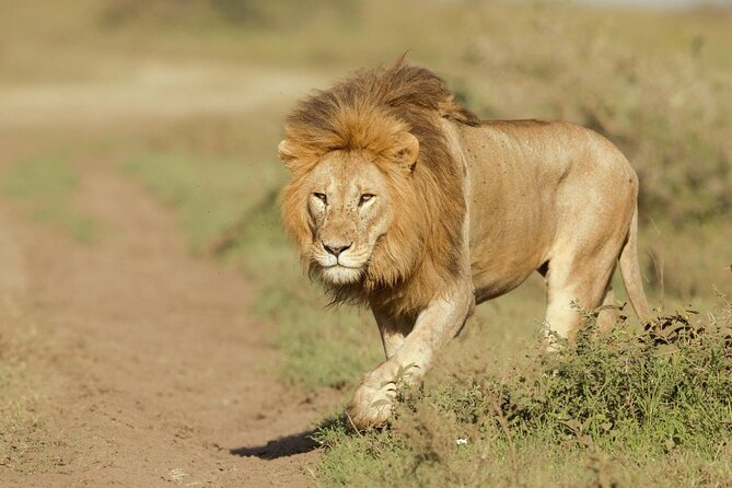 6- Day Adventure Lodge Safari to See Migration - Meals and Dining Options