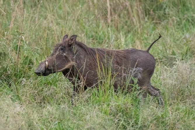 6 Day Gorillas, Golden Monkeys and Chimp Trek at Kibale - Frequently Asked Questions