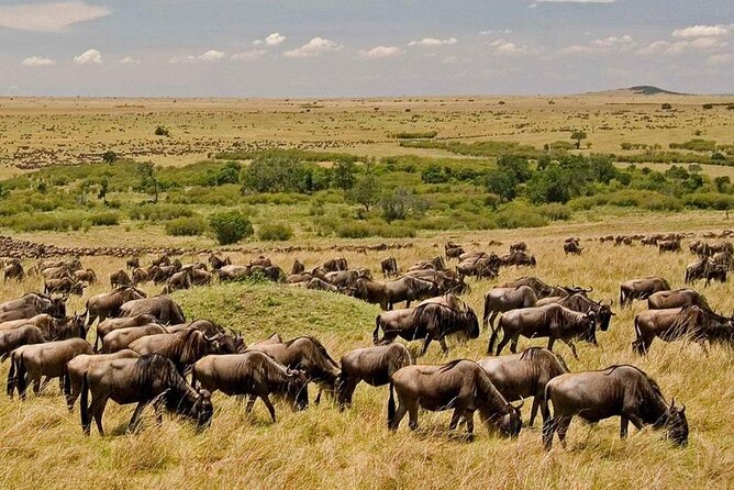 6-Day Kenya Safari to Masai Mara, Lake Nakuru and Amboseli - Transportation Information