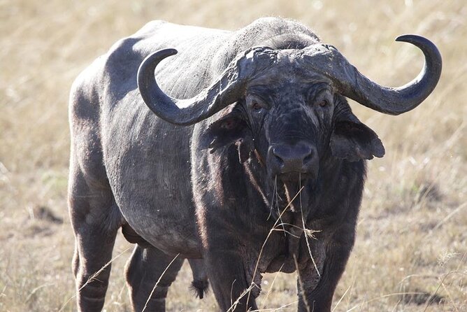 6-Day Maasai Mara, Lake Nakuru and Amboseli Safari - Practical Information