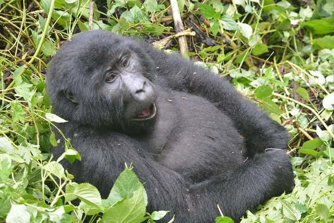 6-Day Primates Tracking & Wildlife Game Viewing - Primate Tracking Experiences