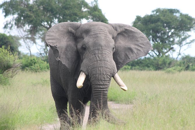 6-Day Queen Elizabeth and Mburo Luxury Safari - Guided Bush Walks