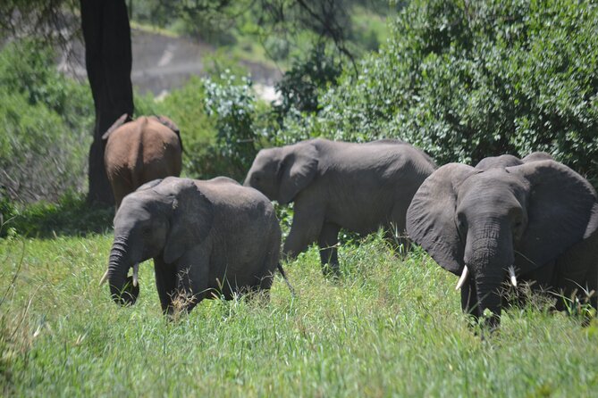 6 Day Wonders of Northern Tanzania Shared Camping Safari - Meals Included