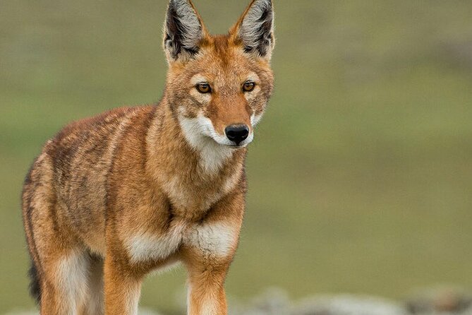 6 Days Bale Mountains Trekking - Booking and Cancellation Policies