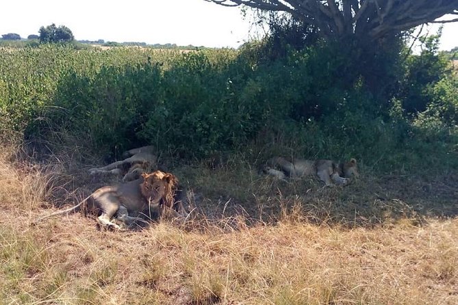 6 Days Chimps, Gorillas & Murchison Falls Africas Big Five Experience Safari - Booking Information