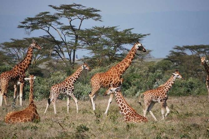 6 Days Gorilla & Chimpanzee Safari in Uganda - Cultural Encounters