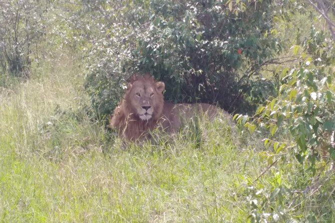 6 Days in Masai Mara Interactiv, Lake Nakuru and Amboseli - Transportation Information