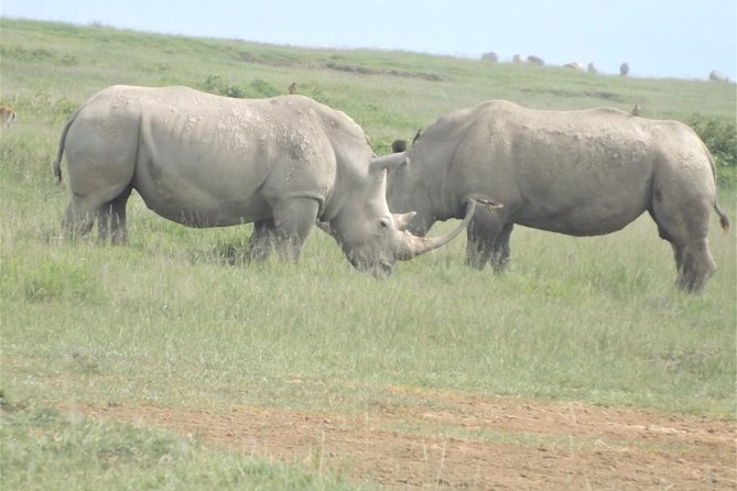 6 Days Masai Mara-Lake Nakuru & Amboseli Budget Safari - The Sum Up