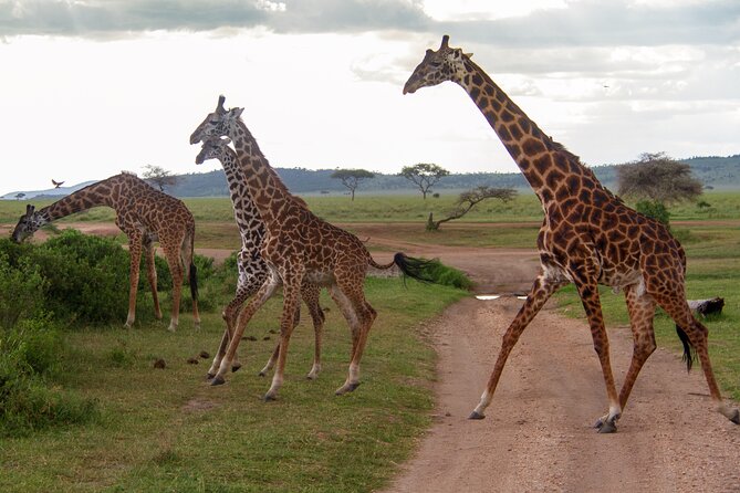 6 Days Private Tour to The Great Wildebeest Migration Calving Season - Tour Highlights