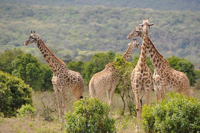 6 Days Safari to Lake Manyara, Tarangire, Serengeti and Ngorongoro Crater - Ngorongoro Crater Exploration