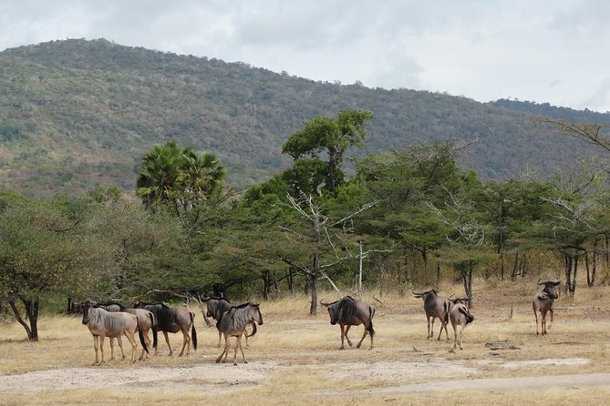 6 Days Safari to Mikumi Np, Udzungwa Mountain NP and Nyerere NP (Selous GR) - Pricing Information and Variations