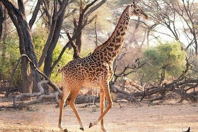 6 Days Selous ,Mikumi Udzungwa National + Boat Safari +Masai Culture - Cultural Immersion With Masai
