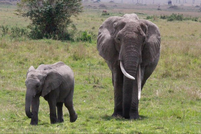 6 Days Serengeti Classic Safaris Odyssey in Tanzania - Wildlife Encounters