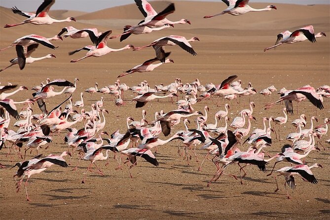 6 Days Sossusvlei, Swakopmund and Etosha National Park Lodging - Pickup and Meeting Point Information