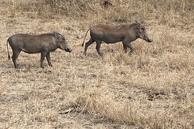 6 Days Tanzania National Parks Tour - Price and Availability