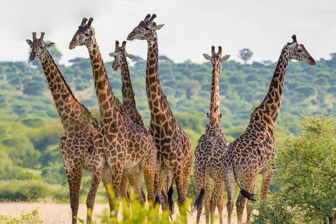 6 Hour Private Tour Nairobi National Park Or Evening Game Drive - Cancellation Policy